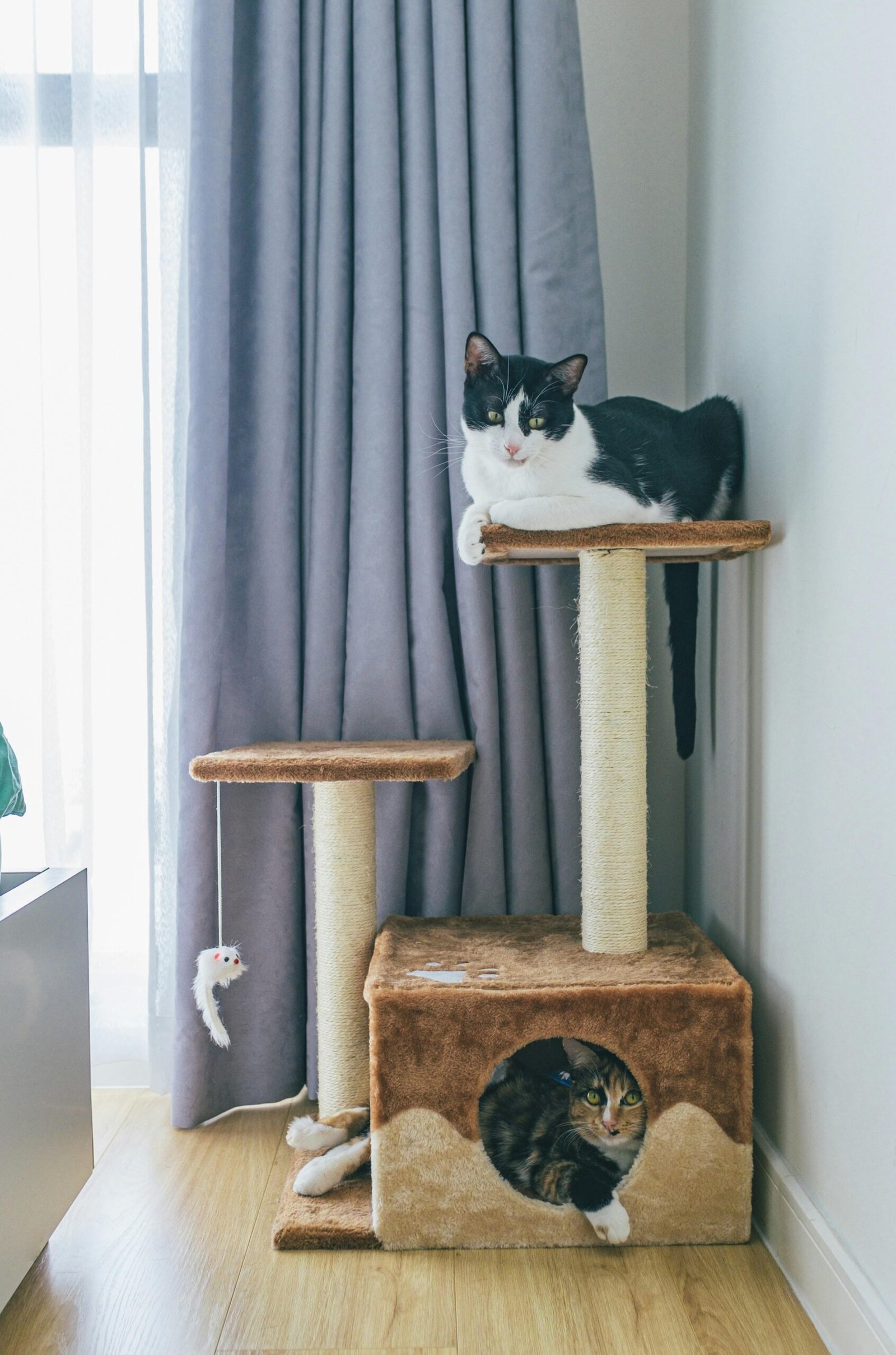Top-Rated Cat Trees & Towers Your Kitty Will Love!