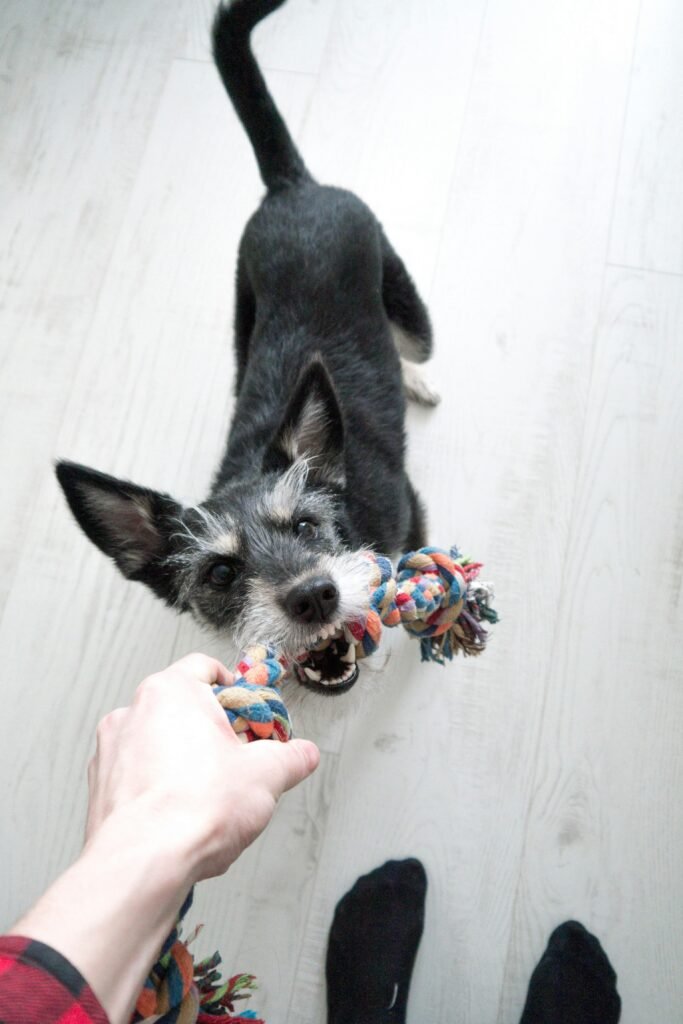 Top 10 Must-Have Toys to Keep Your Active Dog Busy