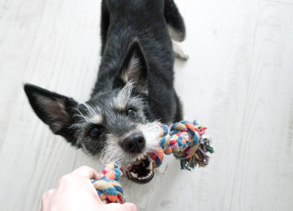 Top 10 Must-Have Toys to Keep Your Active Dog Busy